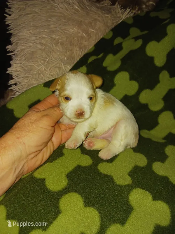 Bently – Yorkshire Terrier puppy for sale in Elizabeth, CO