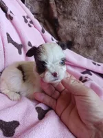 Sweetie, a female Yorkshire Terrier for sale in Elizabeth, CO – 3 of 3