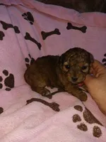 Sable, a female Poodle - Miniature  for sale in Elizabeth, CO – 4 of 4