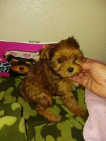 Baxter, a male Yorkshire Terrier for sale in Elizabeth, CO – 1 of 4