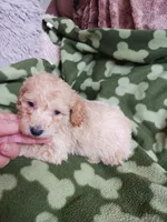 Chester, a male Poodle - Toy  for sale in Elizabeth, CO – 2 of 3