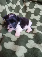Oreo, a male Yorkshire Terrier for sale in Elizabeth, CO – 3 of 4