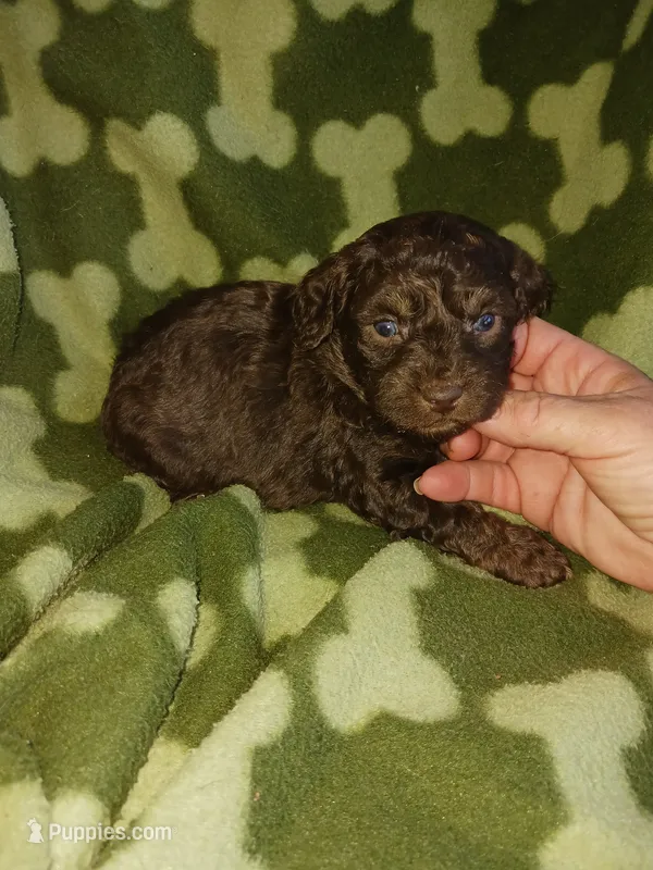 Smores – Poodle - Toy  puppy for sale in Elizabeth, CO