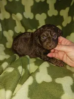 Smores, a male Poodle - Toy  for sale in Elizabeth, CO – 1 of 5