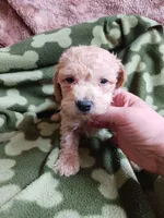 Chester, a male Poodle - Toy  for sale in Elizabeth, CO – 3 of 3