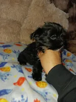 Midnight, a male Yorkshire Terrier for sale in Menifee, CA – Photo 4 of 7