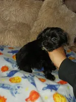 Midnight, a male Yorkshire Terrier for sale in Menifee, CA – Photo 5 of 7