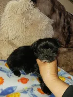 Midnight, a male Yorkshire Terrier for sale in Menifee, CA – Photo 1 of 7