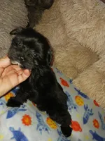 Midnight, a male Yorkshire Terrier for sale in Menifee, CA – Photo 6 of 7