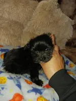 Midnight, a male Yorkshire Terrier for sale in Menifee, CA – Photo 2 of 7