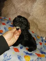 Midnight, a male Yorkshire Terrier for sale in Menifee, CA – Photo 3 of 7