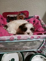Sophie, a female Yorkshire Terrier for sale in Elizabeth, CO – 4 of 4