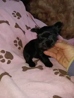 Sweetie, a female Yorkshire Terrier for sale in Sun City, CA – 3 of 6