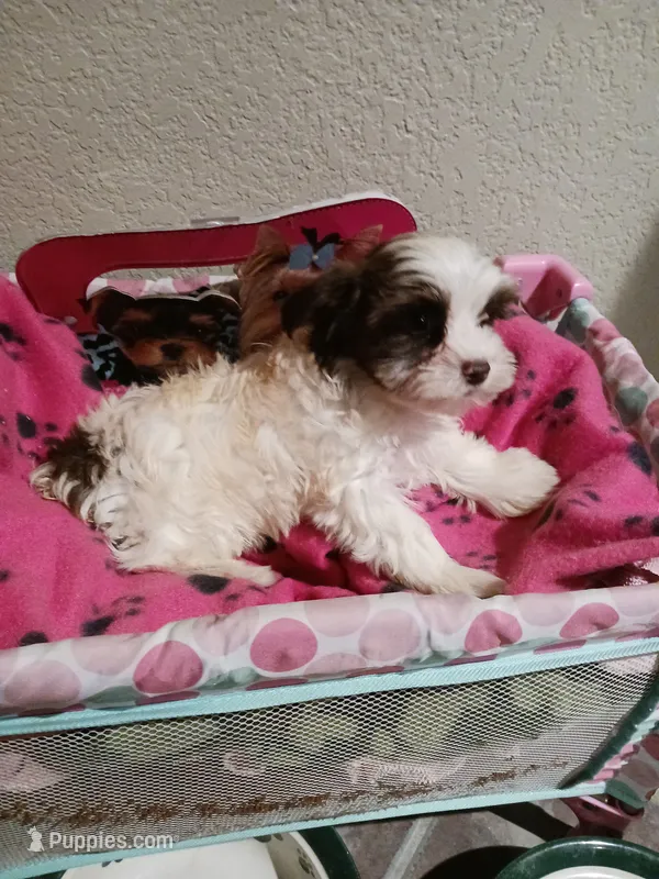 Sophie – Yorkshire Terrier puppy for sale in Elizabeth, CO