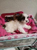 Sophie, a female Yorkshire Terrier for sale in Elizabeth, CO – 1 of 4
