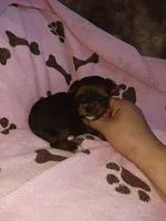 Precious, a female Yorkshire Terrier for sale in Elizabeth, CO – 4 of 4