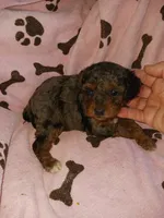 Marley, a female Poodle - Miniature  for sale in Elizabeth, CO – 3 of 6