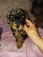 Marly, a female Poodle - Toy  for sale in Menifee, CA – Photo 1 of 5