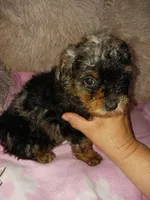 Marly, a female Poodle - Toy  for sale in Menifee, CA – Photo 3 of 5