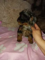 Marly, a female Poodle - Toy  for sale in Menifee, CA – Photo 5 of 5