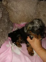 Marly, a female Poodle - Toy  for sale in Menifee, CA – Photo 4 of 5