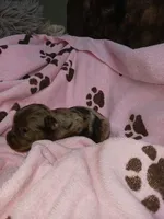 Marly, a female Yorkshire Terrier for sale in Elizabeth, CO – 2 of 3