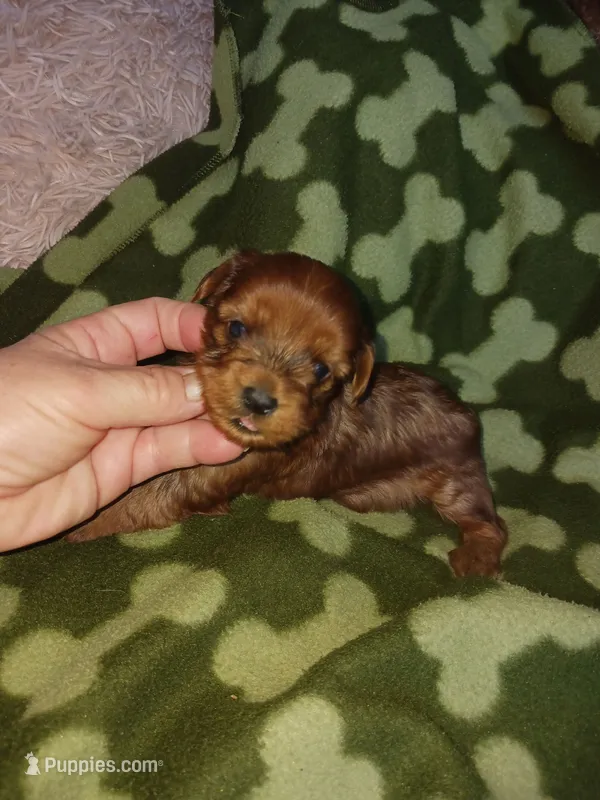 Sarge – Yorkshire Terrier puppy for sale in Elizabeth, CO