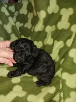 Max, a male Poodle - Toy  for sale in Elizabeth, CO – 2 of 4