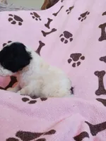 Bella, a female Poodle - Toy  for sale in Elizabeth, CO – 2 of 4