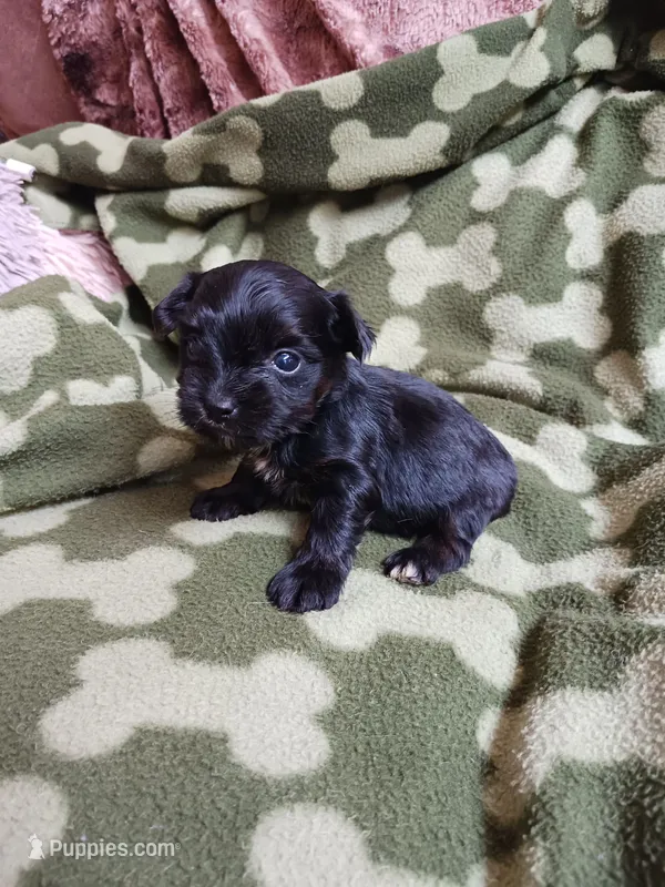 Midnight – Yorkshire Terrier puppy for sale in Elizabeth, CO