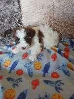 Baxter, a male Yorkshire Terrier for sale in Elizabeth, CO – Photo 5 of 9