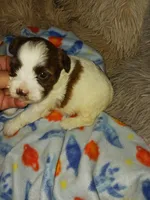 Baxter, a male Yorkshire Terrier for sale in Menifee, CA – Photo 2 of 4