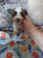 Baxter, a male Yorkshire Terrier for sale in Elizabeth, CO – Photo 6 of 9