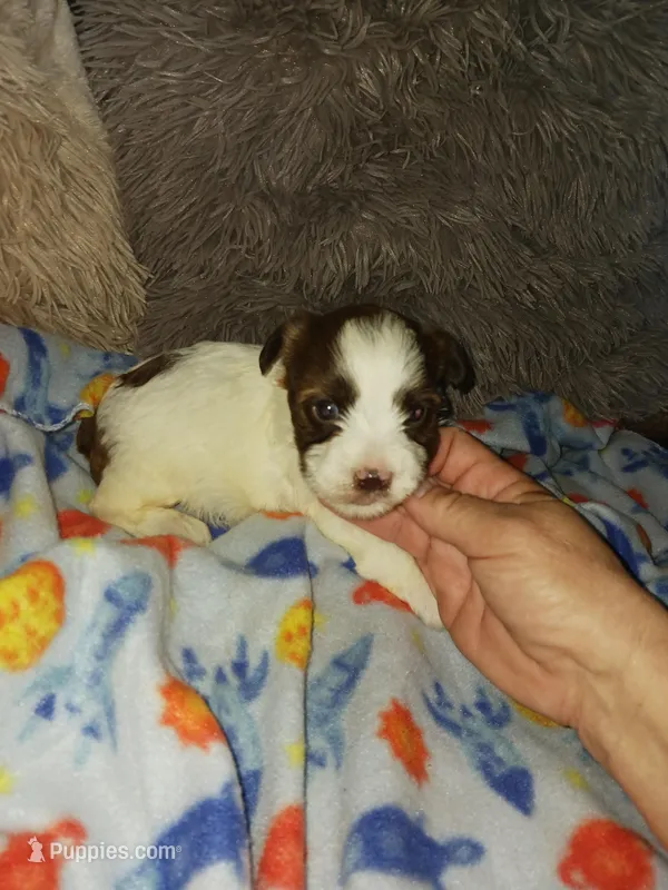 Baxter, a male Yorkshire Terrier for sale in Menifee, CA – Photo 1 of 4