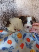 Baxter, a male Yorkshire Terrier for sale in Elizabeth, CO – Photo 2 of 9