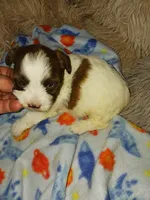 Baxter, a male Yorkshire Terrier for sale in Menifee, CA – Photo 4 of 4