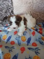 Baxter, a male Yorkshire Terrier for sale in Elizabeth, CO – Photo 4 of 9