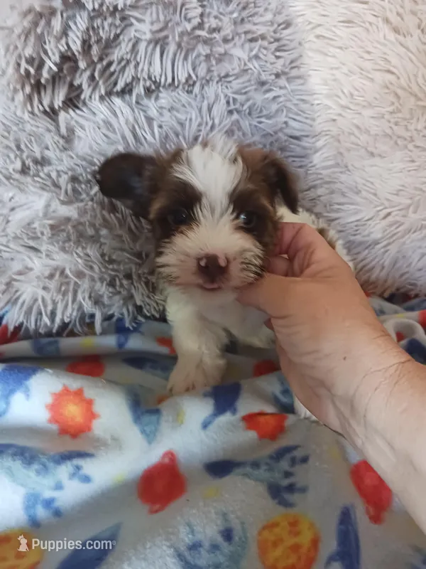 Baxter – Yorkshire Terrier puppy for sale in Menifee, CA