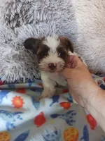 Baxter, a male Yorkshire Terrier for sale in Elizabeth, CO – Photo 1 of 9