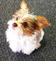 Baxter, a male Yorkshire Terrier for sale in Elizabeth, CO – Photo 9 of 9