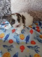 Baxter, a male Yorkshire Terrier for sale in Elizabeth, CO – Photo 7 of 9