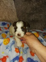 Baxter, a male Yorkshire Terrier for sale in Menifee, CA – Photo 3 of 4