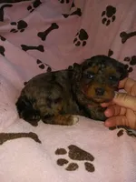 Marley, a female Poodle - Miniature  for sale in Elizabeth, CO – 4 of 6