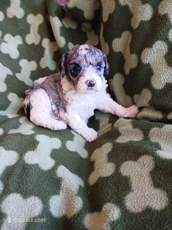Melvin – Poodle - Miniature  puppy for sale in Elizabeth, CO