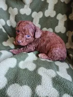 Baxter, a male Poodle - Toy  for sale in Elizabeth, CO – 3 of 4