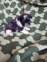 Oreo, a male Yorkshire Terrier for sale in Elizabeth, CO – 4 of 4