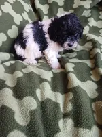 Domino, a male Poodle - Toy  for sale in Elizabeth, CO – 4 of 5