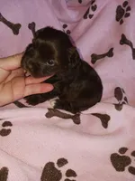 Coco, a female Yorkshire Terrier for sale in Elizabeth, CO – 4 of 4