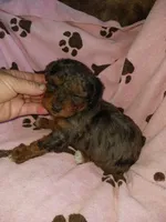 Marley, a female Poodle - Miniature  for sale in Elizabeth, CO – 2 of 6