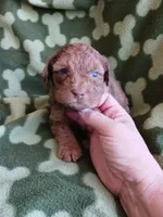 Marble, a male Poodle - Miniature  for sale in Elizabeth, CO – 1 of 4